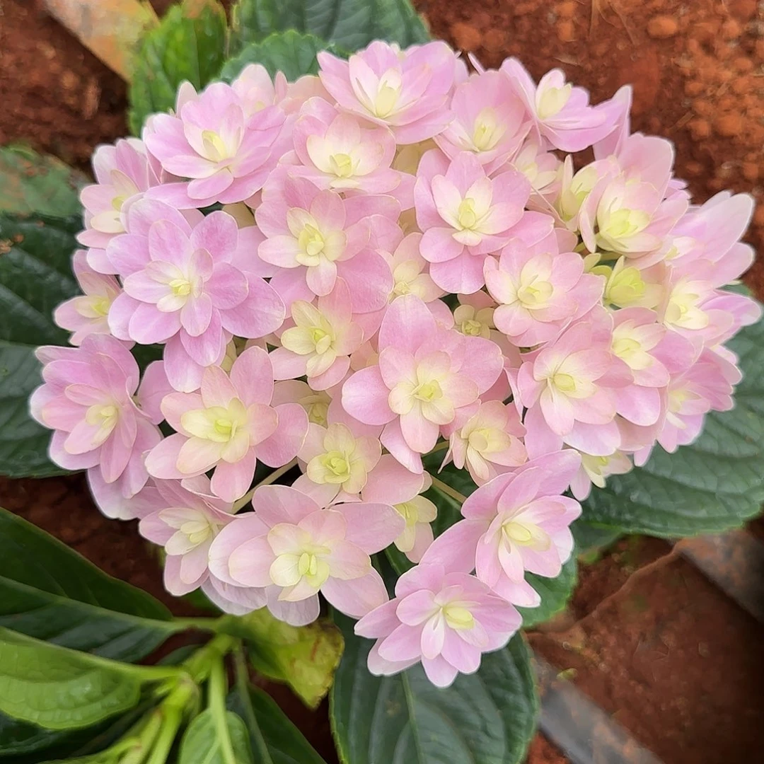 绣球切花一物一拍3枝起包邮，杆子短68