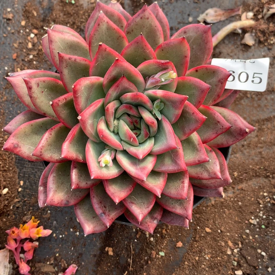 1605杂交多肉植物