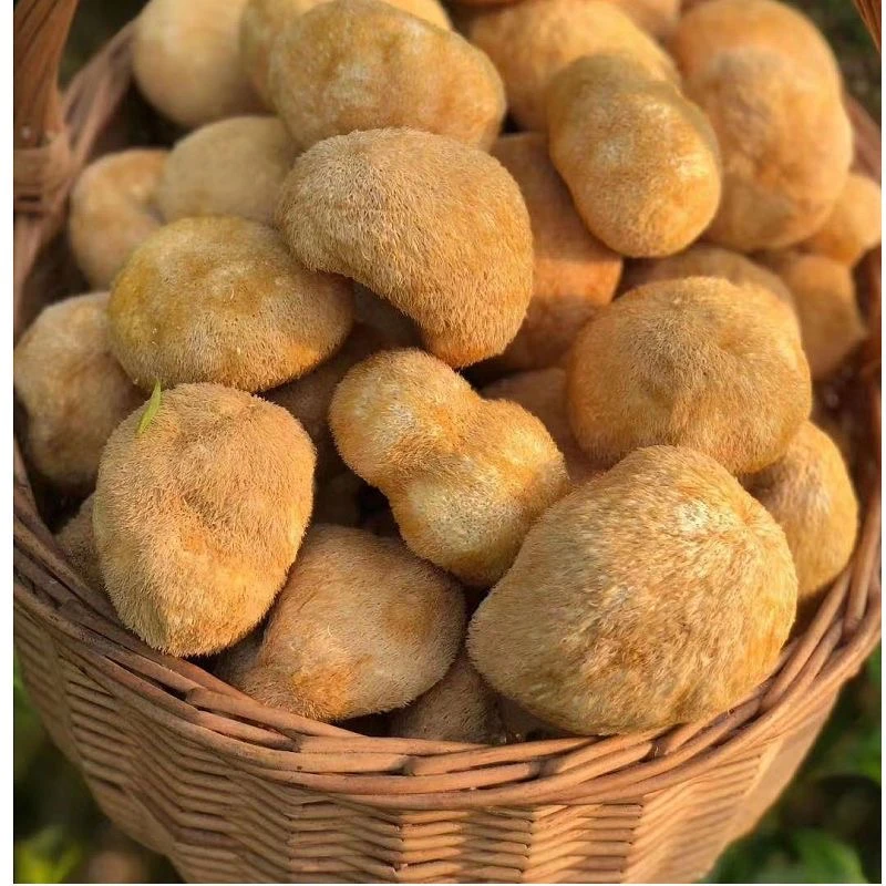 云南山货特产-猴头菇