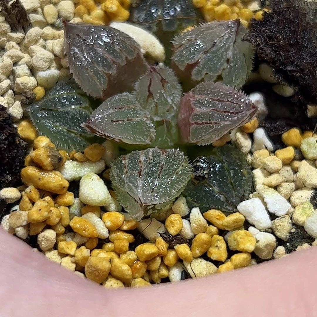 冰魁十二卷多肉植物满