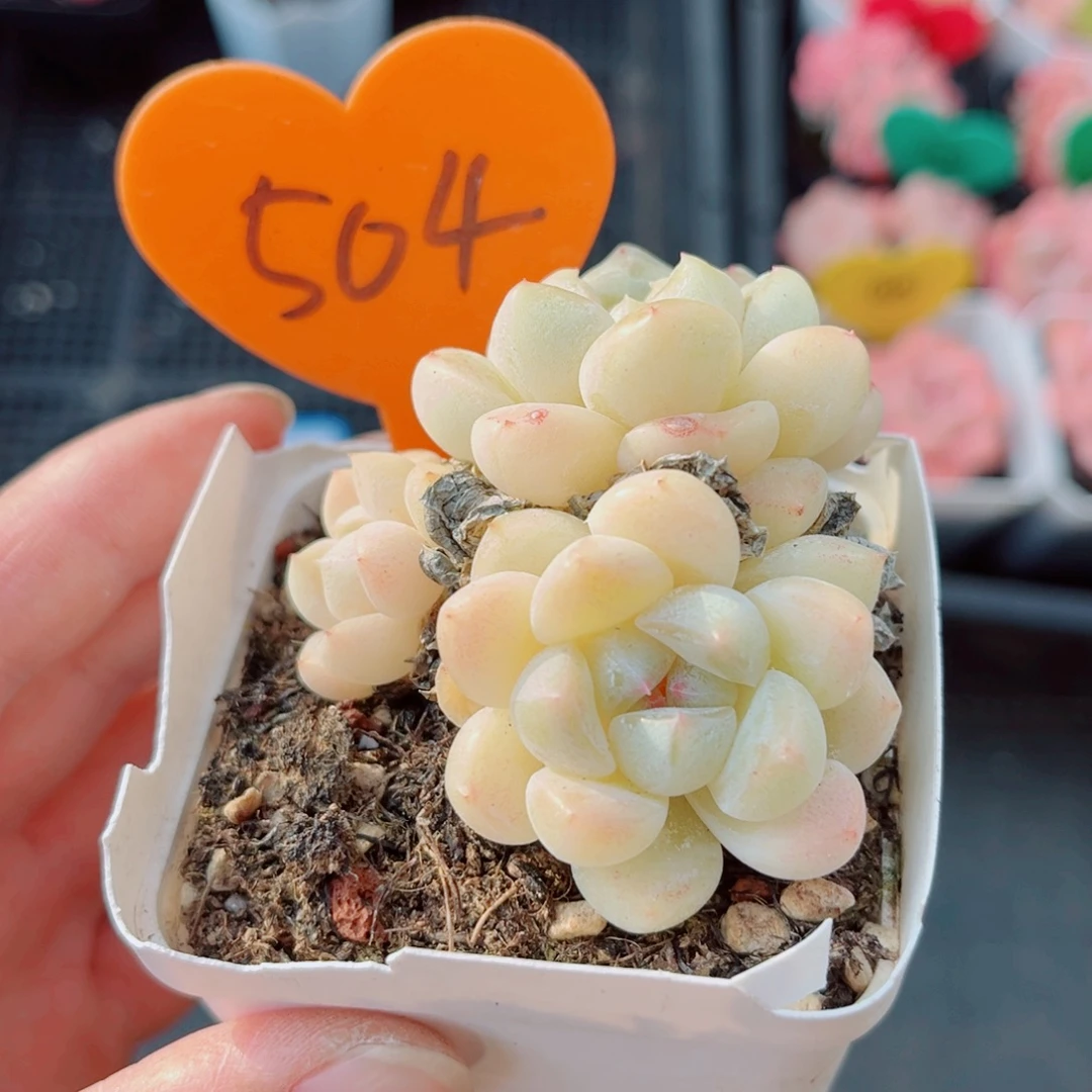 昱***语504号小老桩糖心群