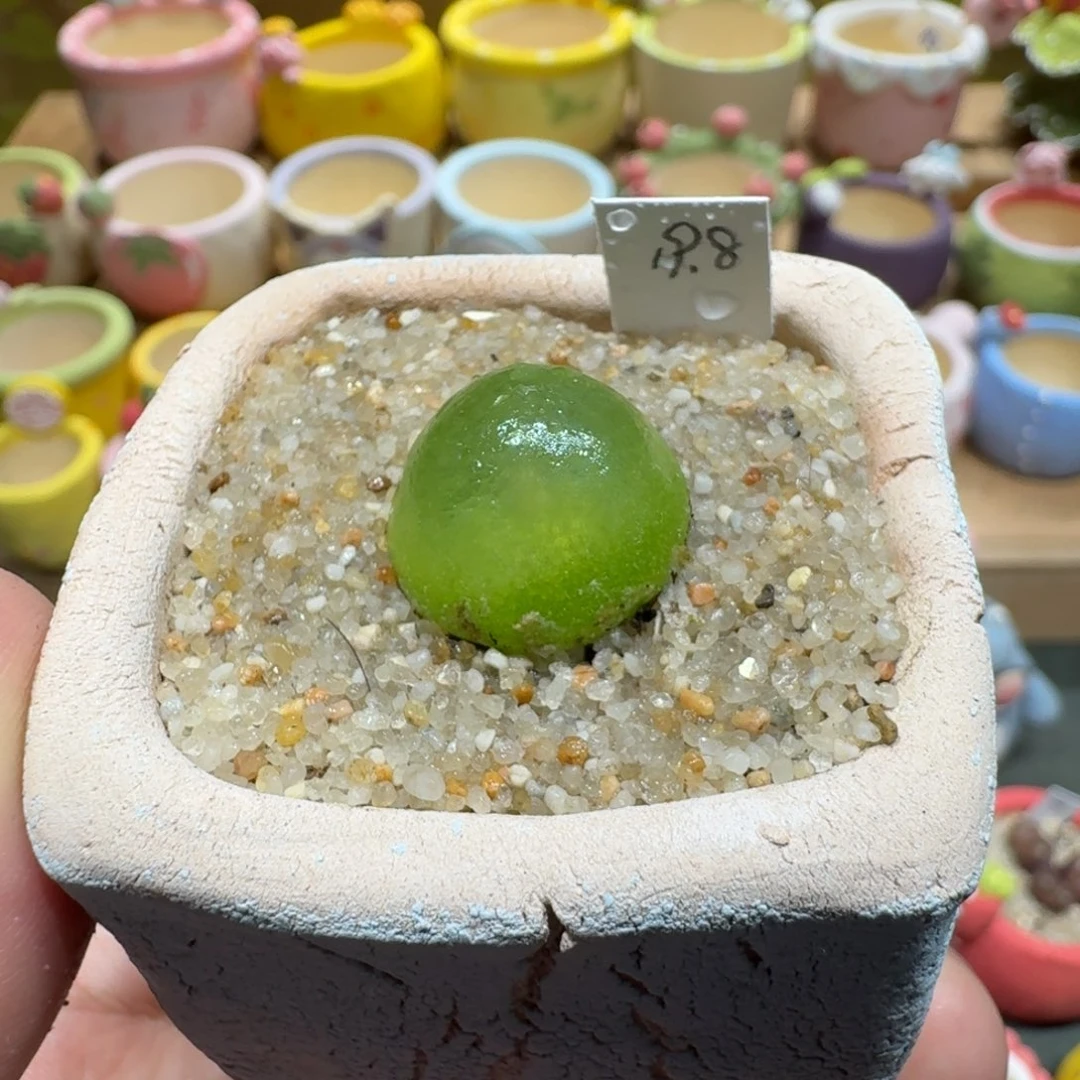 蘑菇1162灯泡多肉植物