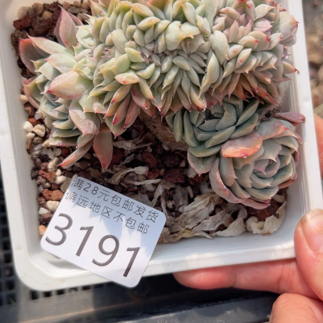 乐*美大3191）xb cb b b