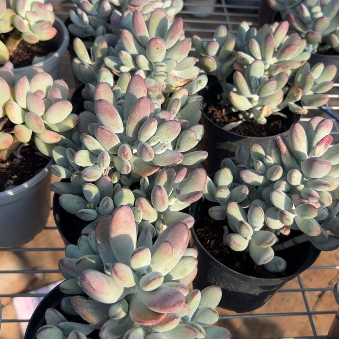 新疆包邮 乒乓福娘