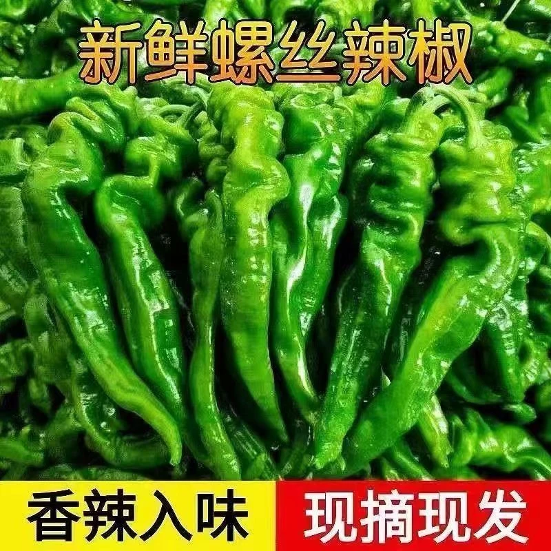 甘肃大田新鲜优质螺丝辣椒薄皮原产地直发农家菜