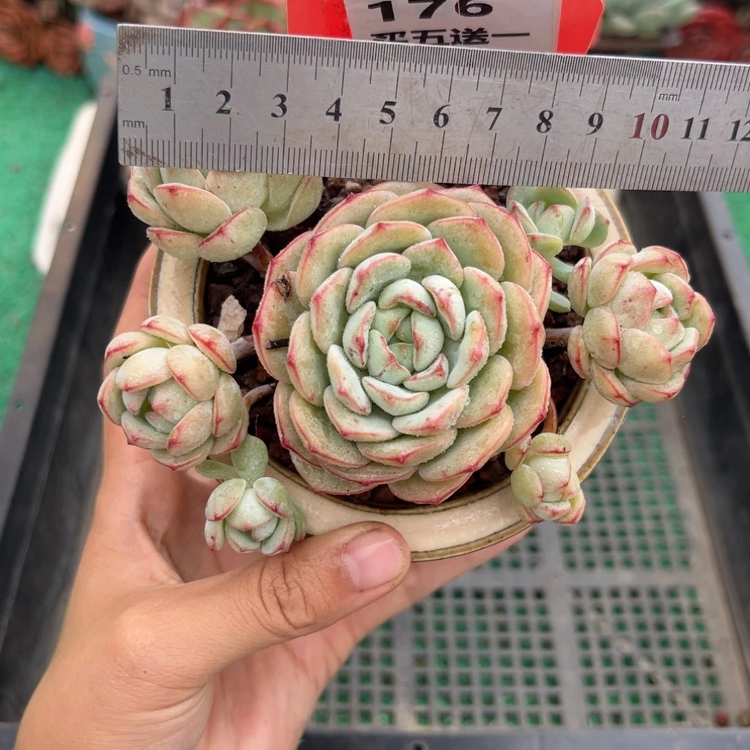 表妹精品多肉植物176.