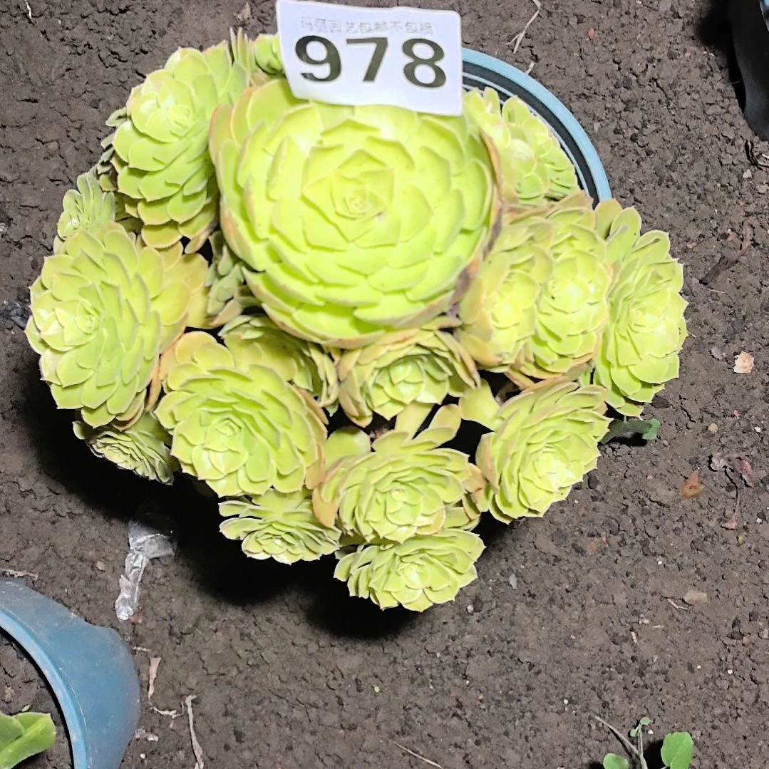 978雨荷花花2-17法师