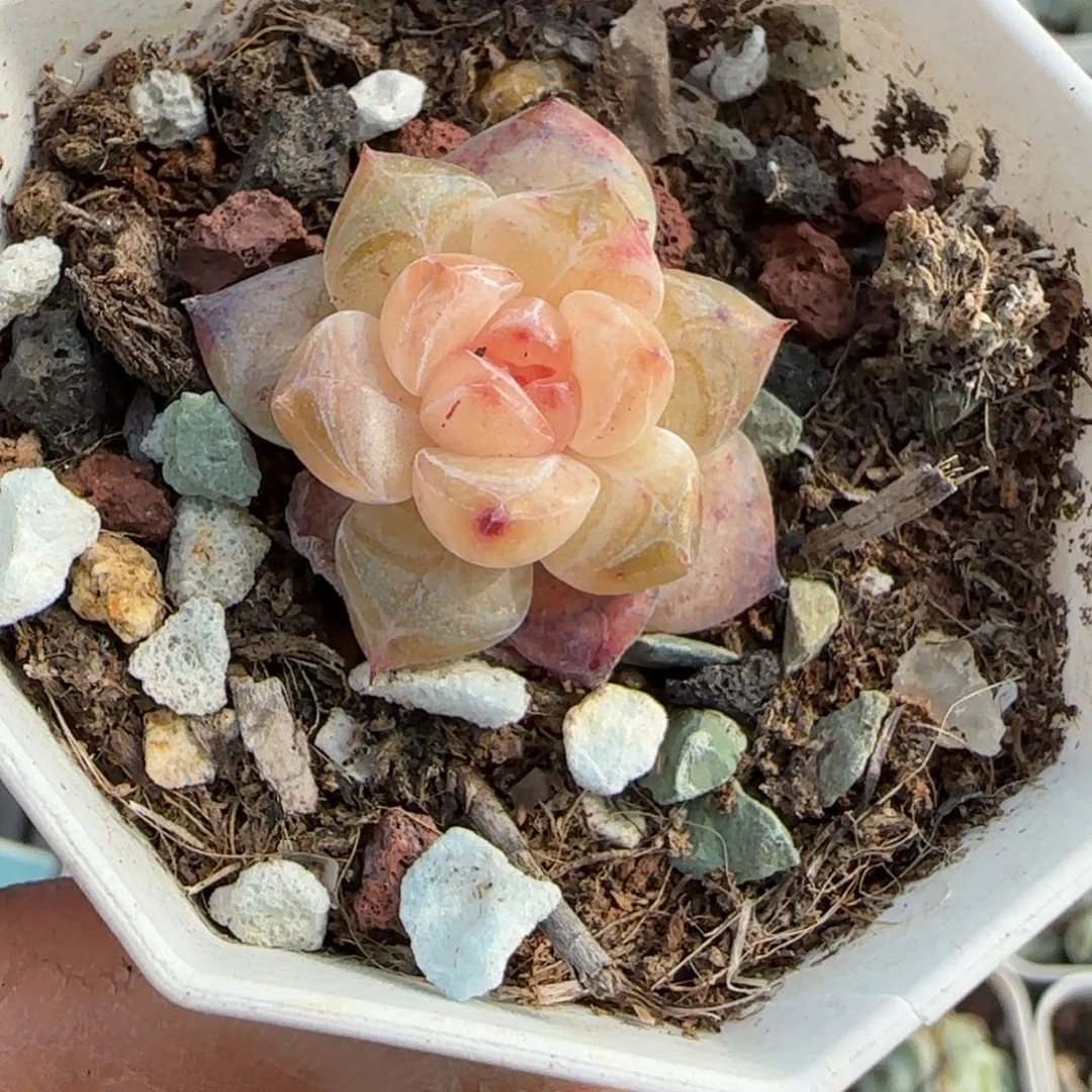 多肉小卡拉米糖心一物一拍