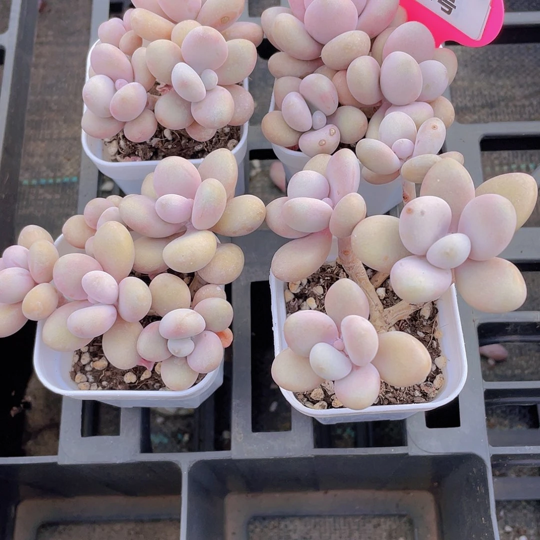 952号 老桩粉桃蛋多头群一颗