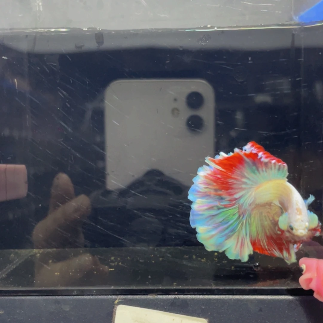 蓝口孵鱼哈啊哈哈哈哈532