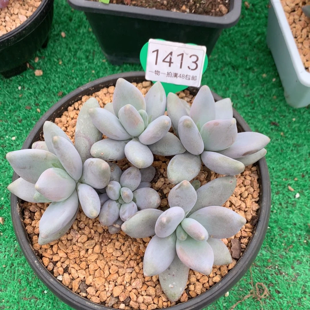 企鹅无砍一物一拍1413