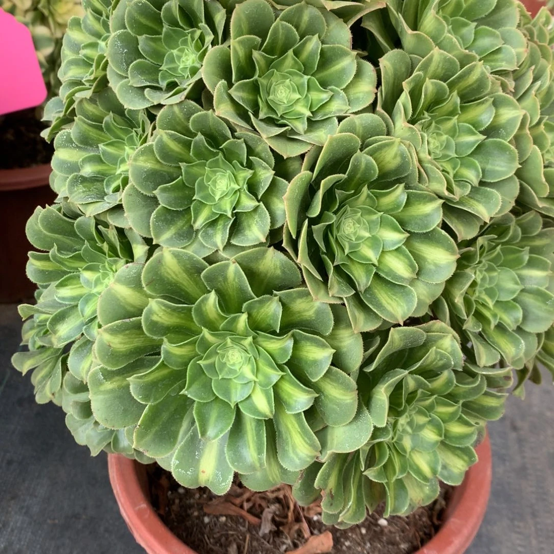 翡翠琉璃19.9手捧手捧19.9