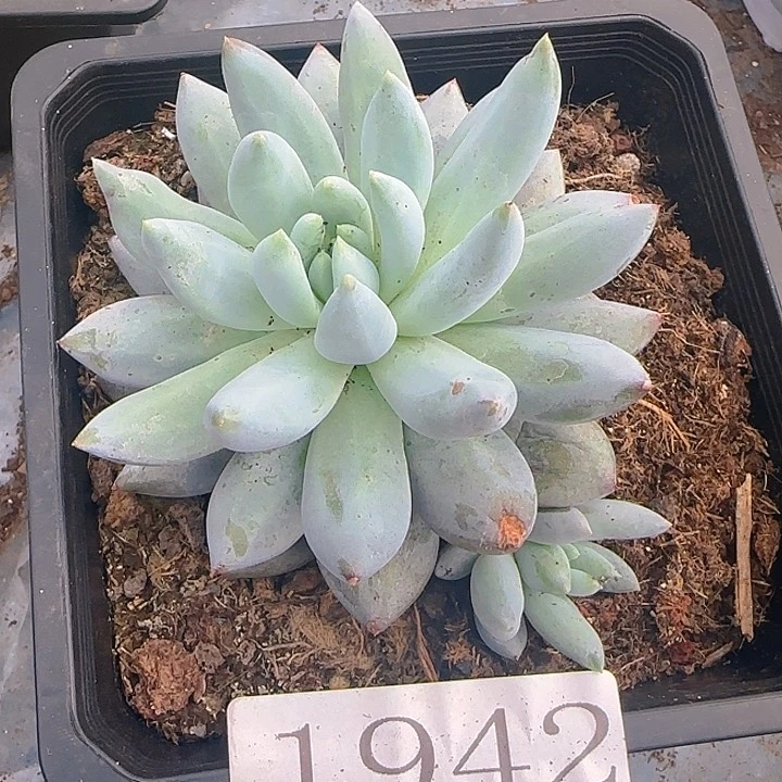 凯普顿1942多肉植物