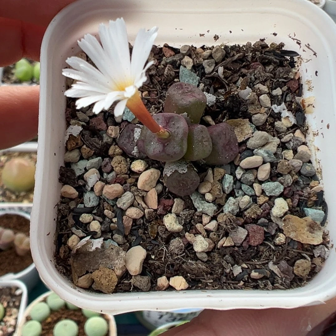 056方碗带盆土发货