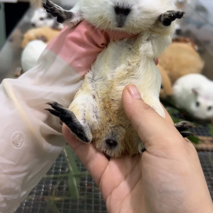 白色加州弟弟328可爱
