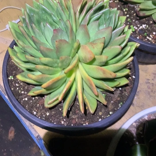 美肉特价活动开始啦