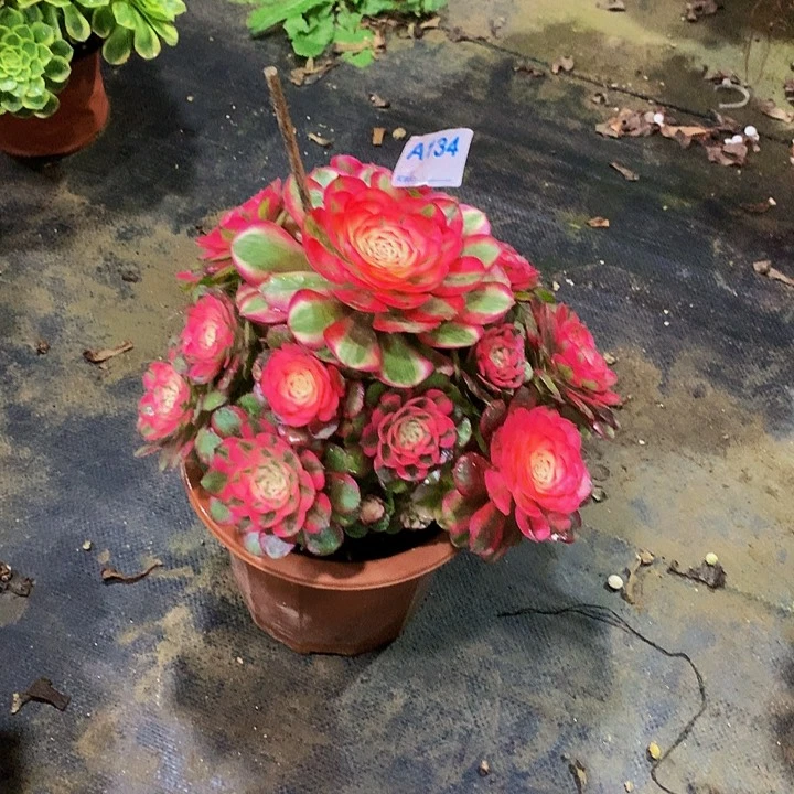 樱**：多肉荔枝法师134