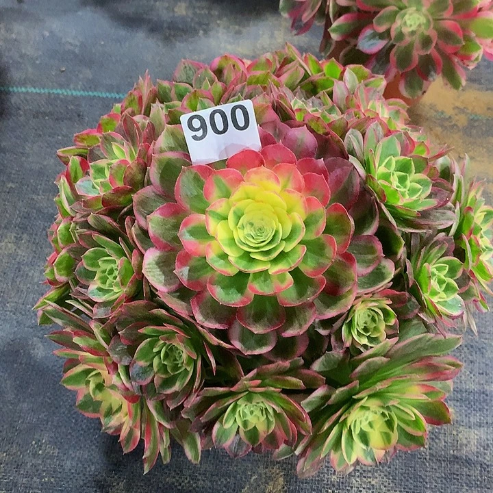 法师海仙9000000000