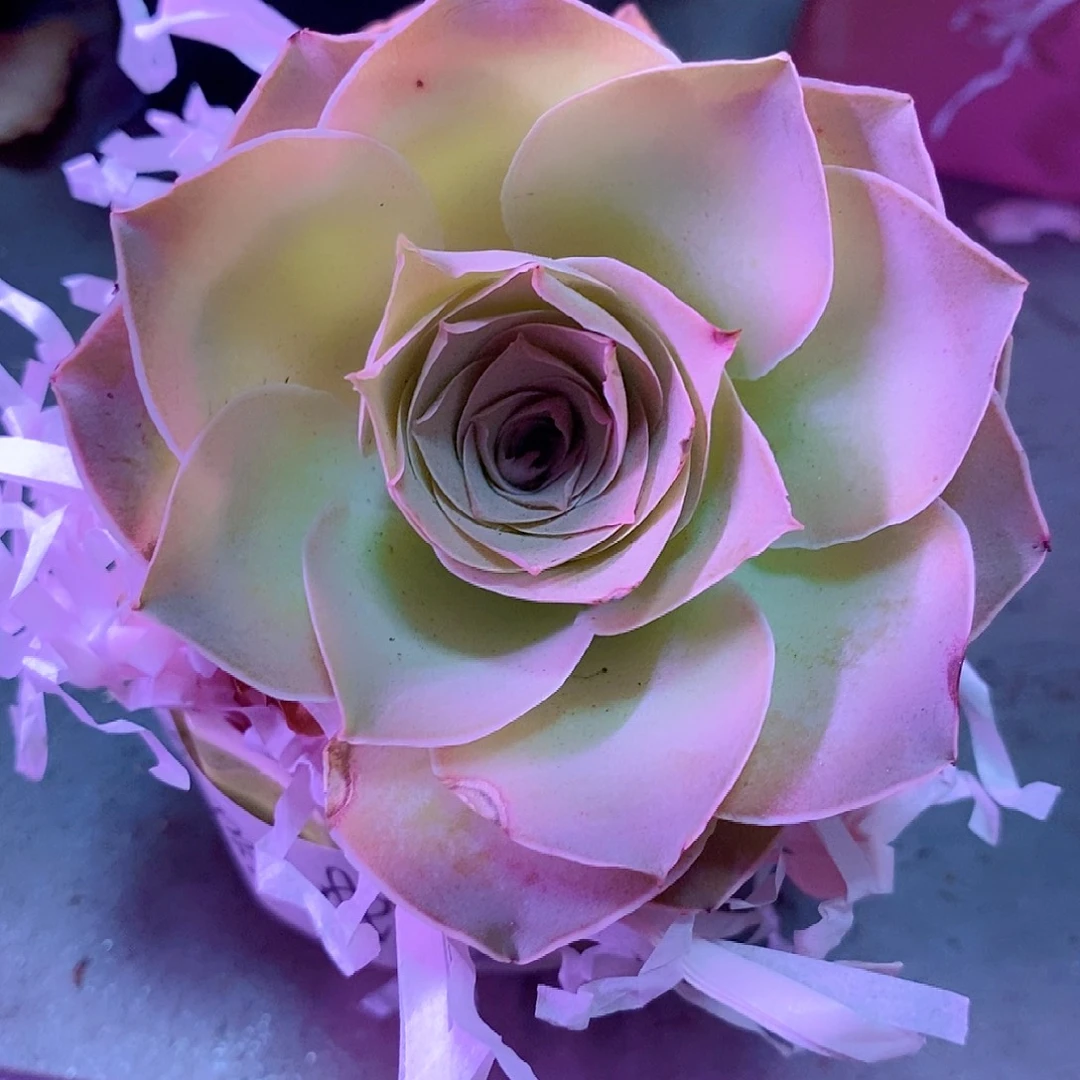 黄金帕尔玛带一个仔仔003