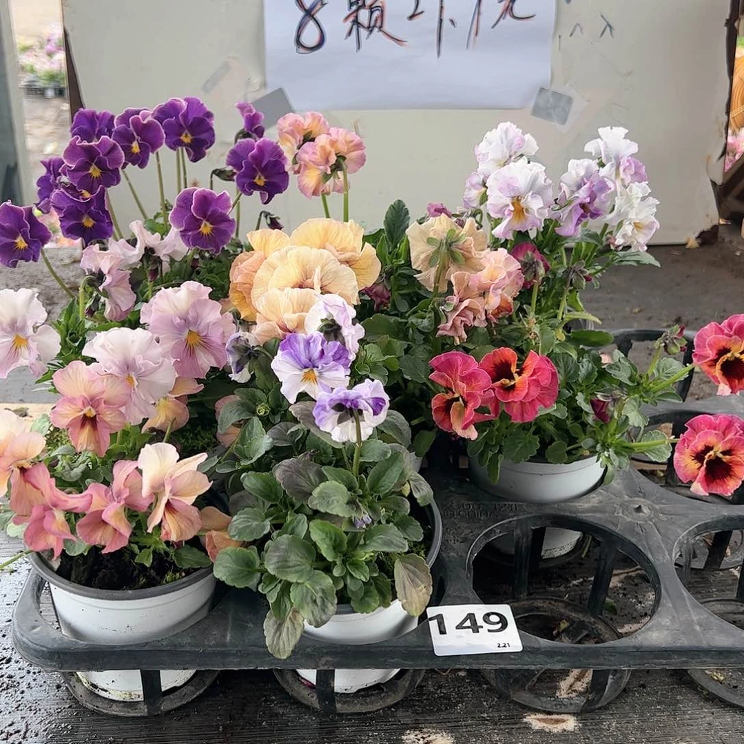 【闪购商品】149号