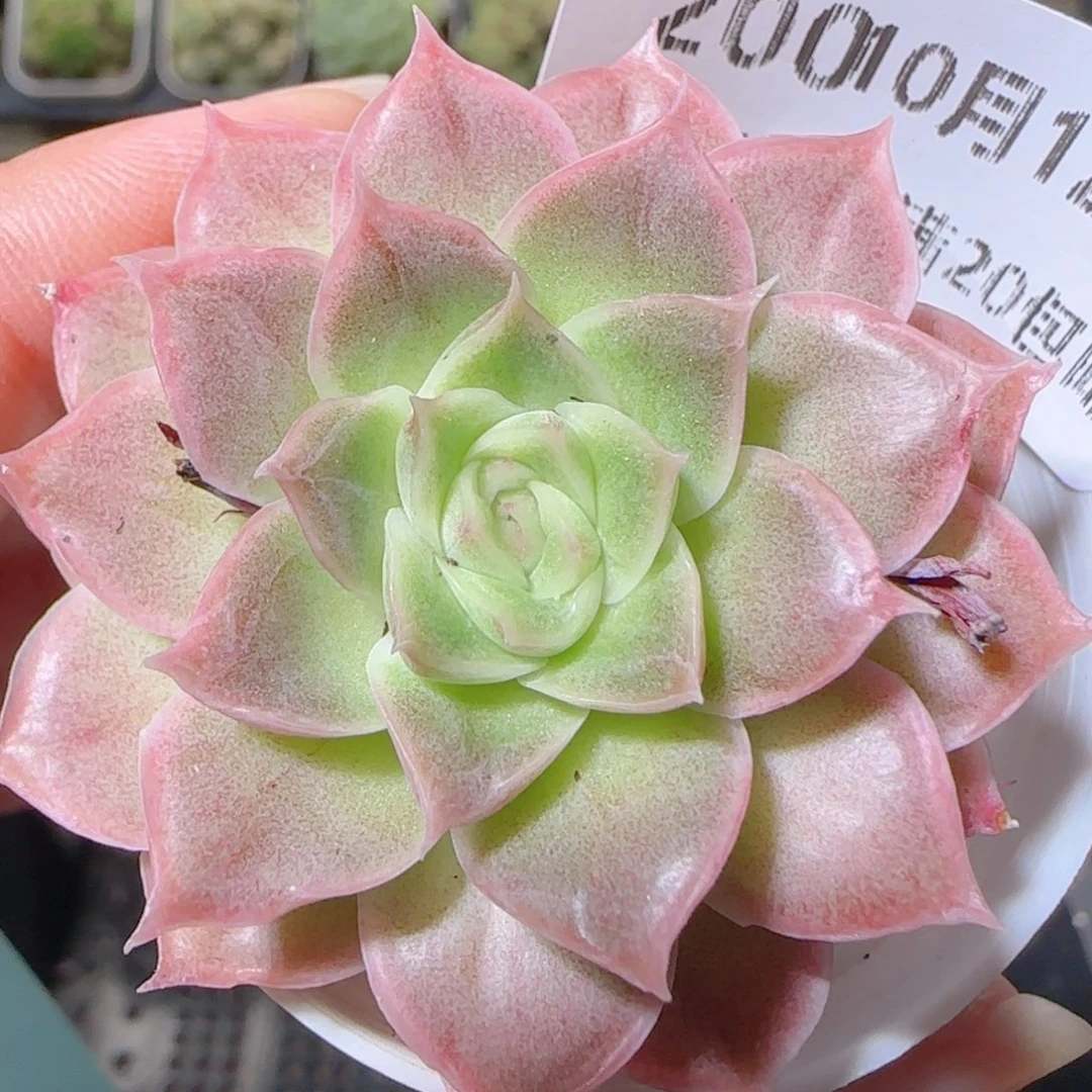 花语逸镜1023-200粉都啥