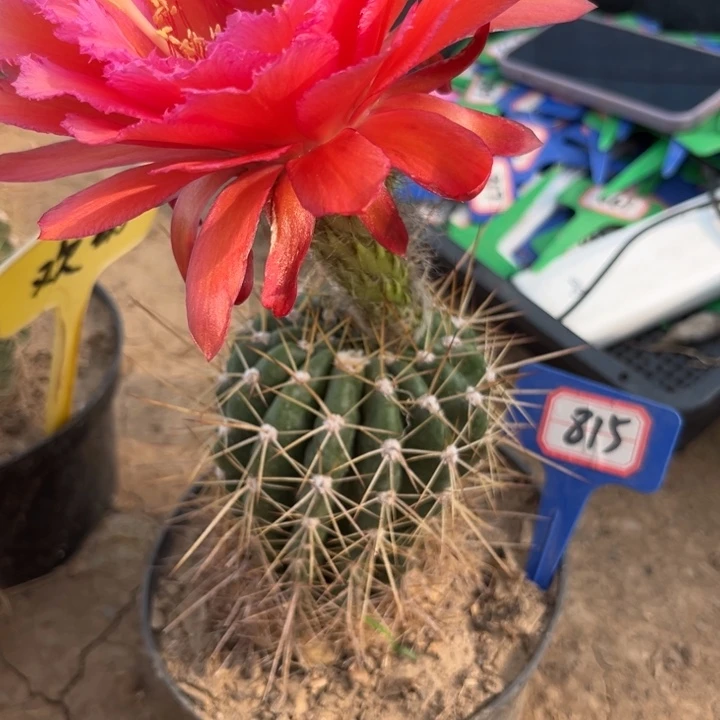 唐**混815。未知毛花柱瑕疵球