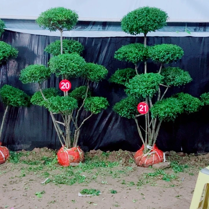 不开花植物一物一拍一对一对