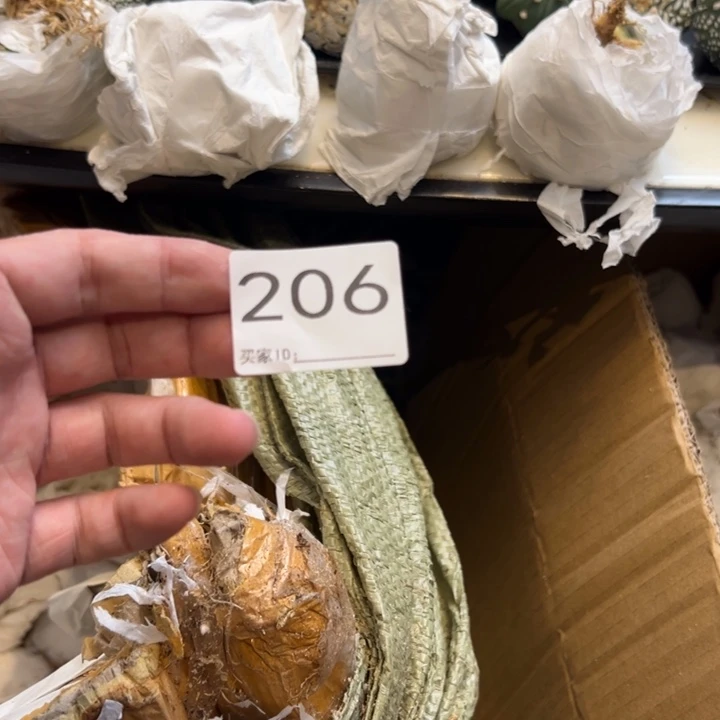****芙兜星球仙人球206号球
