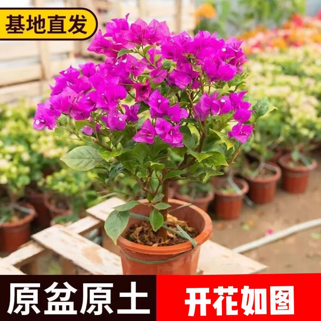 【高50-60】云南三角梅老桩棒棒糖三角梅带盆带土带花苞基地直发