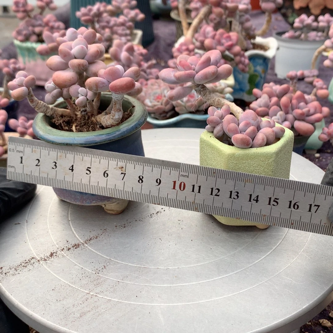 2颗带盆偏远地区不包邮的