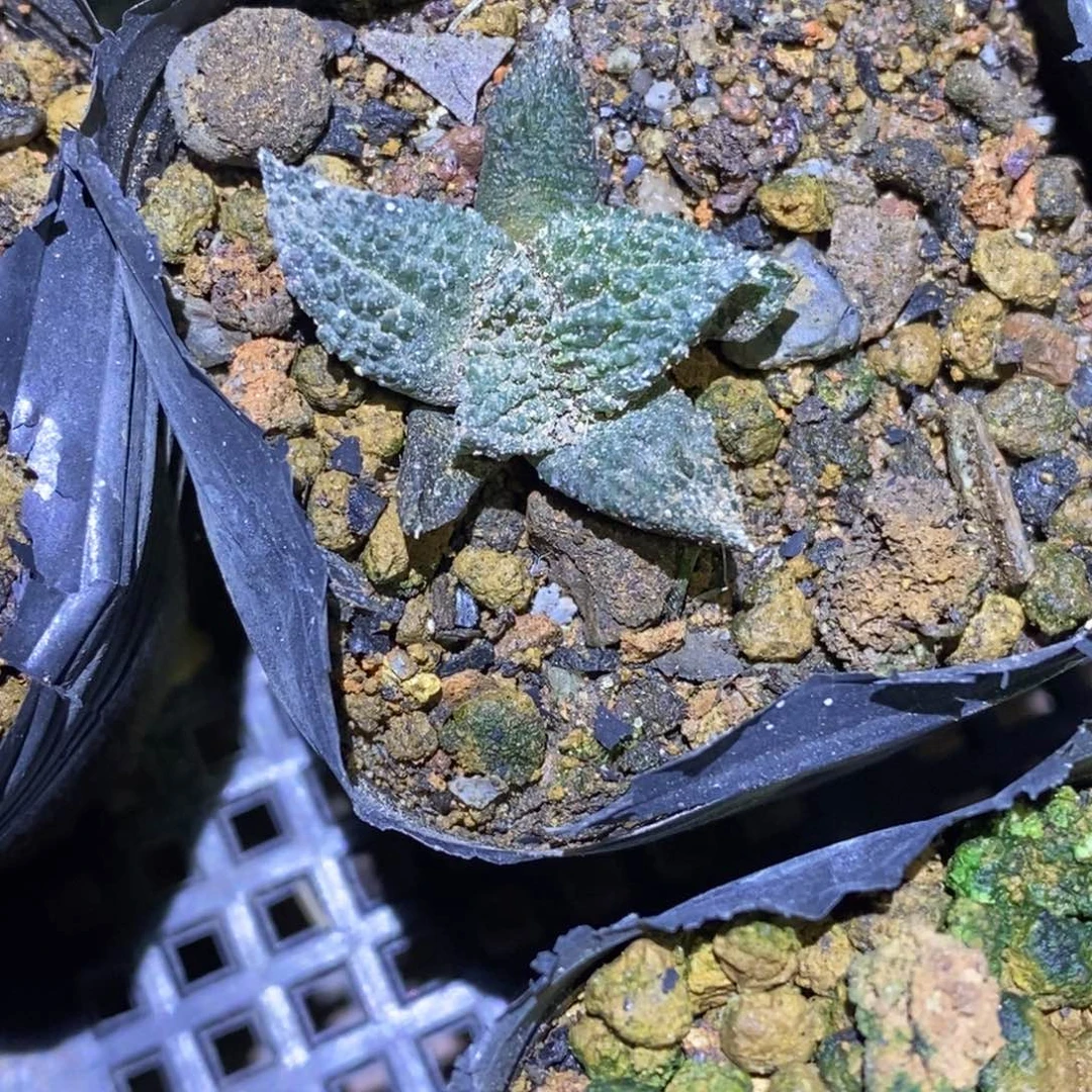 实生超级哥斯拉苗福利牡丹