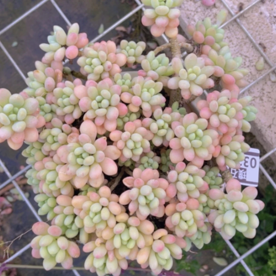 【闪购商品】洛可可03234