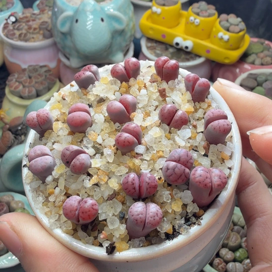 *****多肉植物的生长发育860