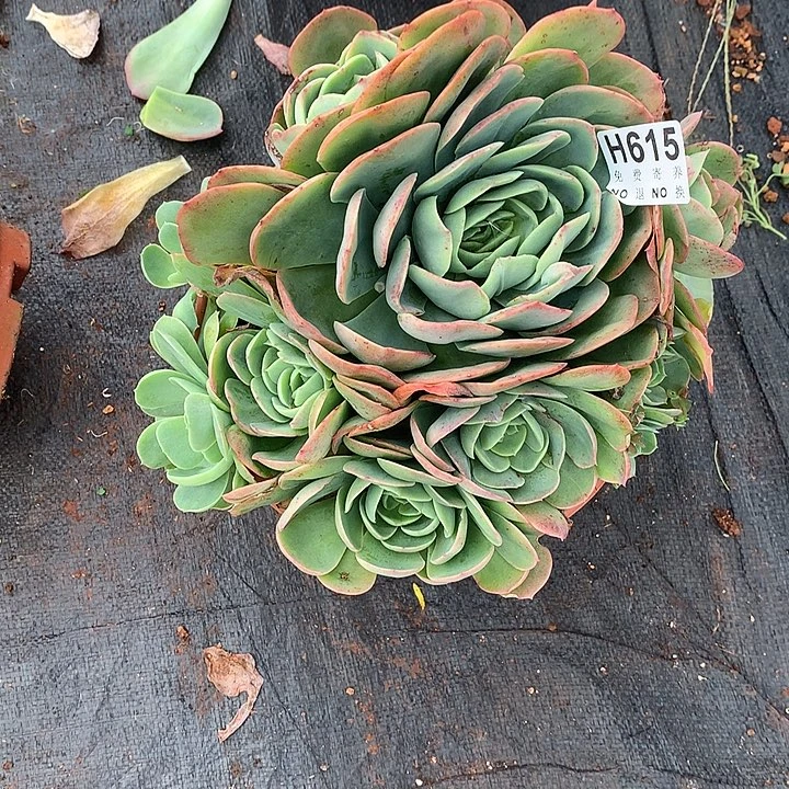 杂交大群 非偏远38包邮 节后发