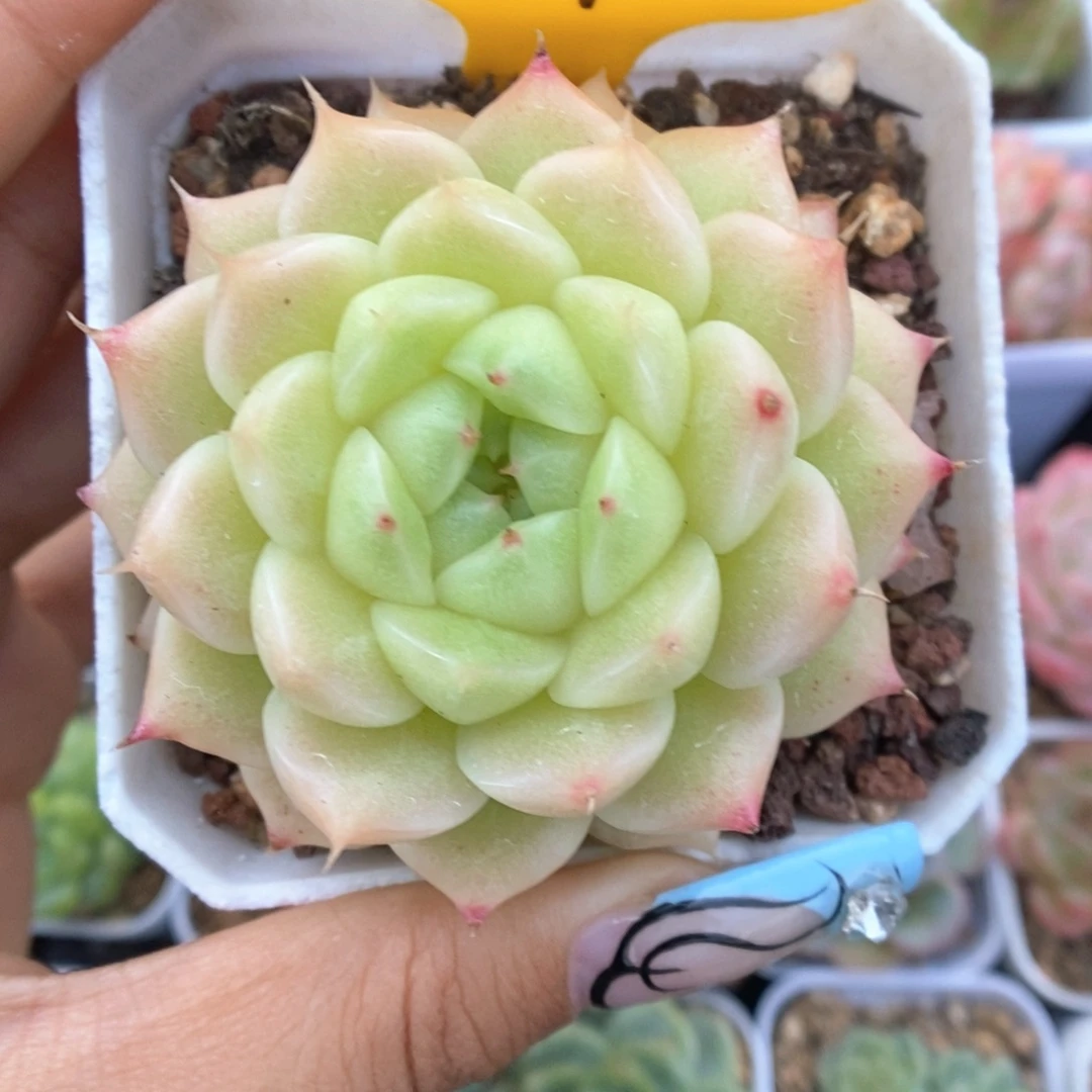 珠光麦秆可拍321号。