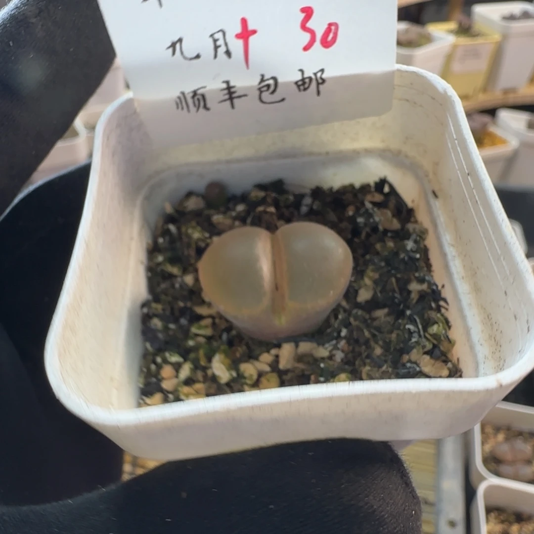 L***宇顺丰包邮一物一拍-9.10–30