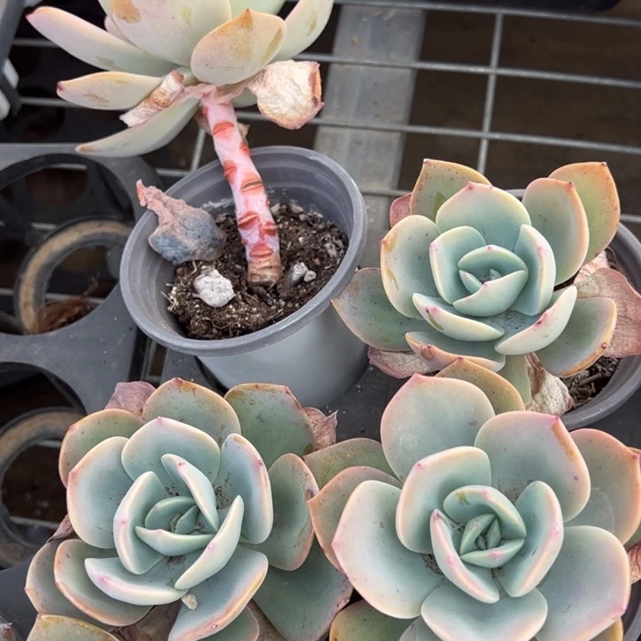 白凤一颗量拍多肉满20包邮