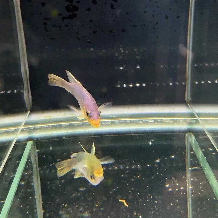 霓虹灯鱼克里索880。