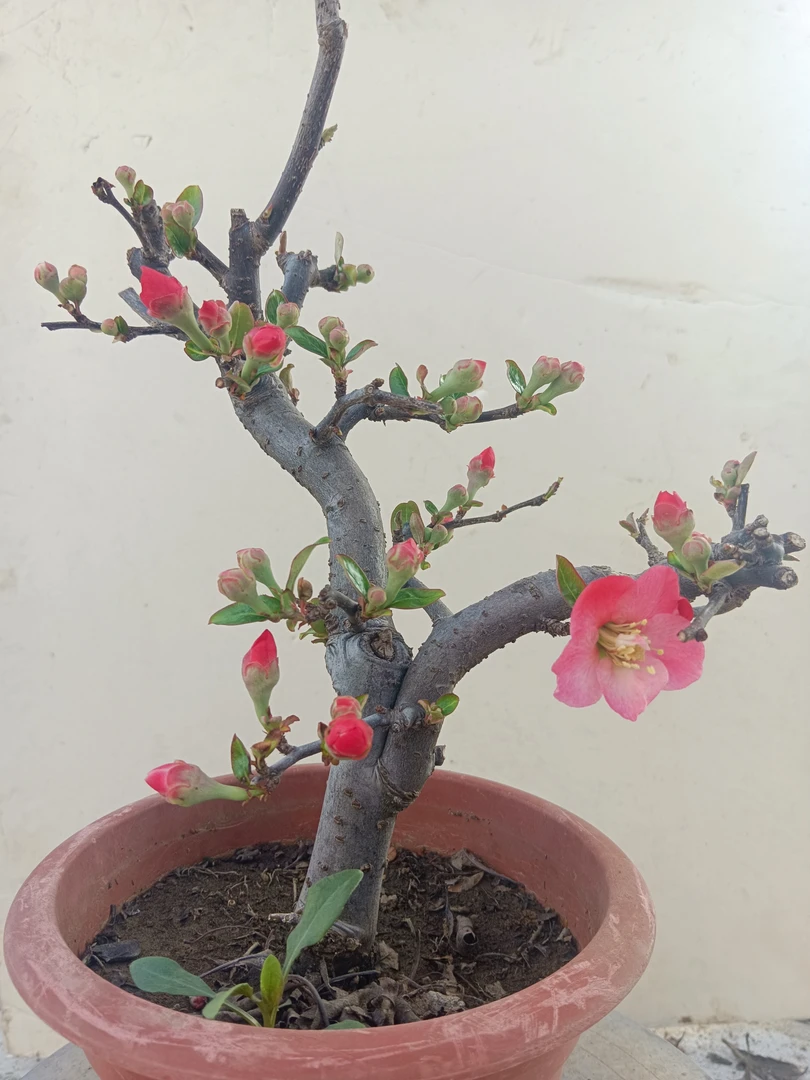 一物一拍原生木瓜西府海棠花盆景盆栽