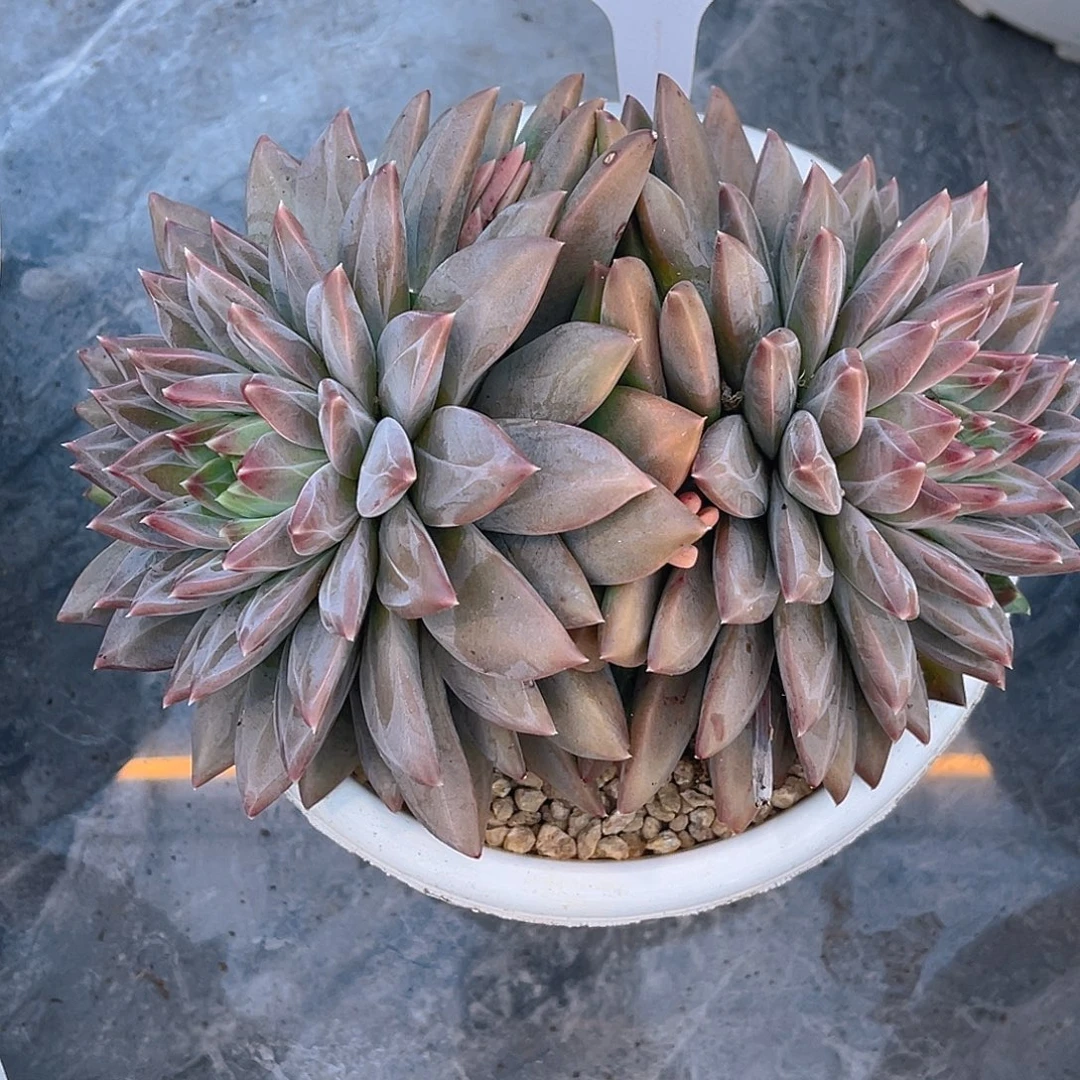 原****00000000000000172