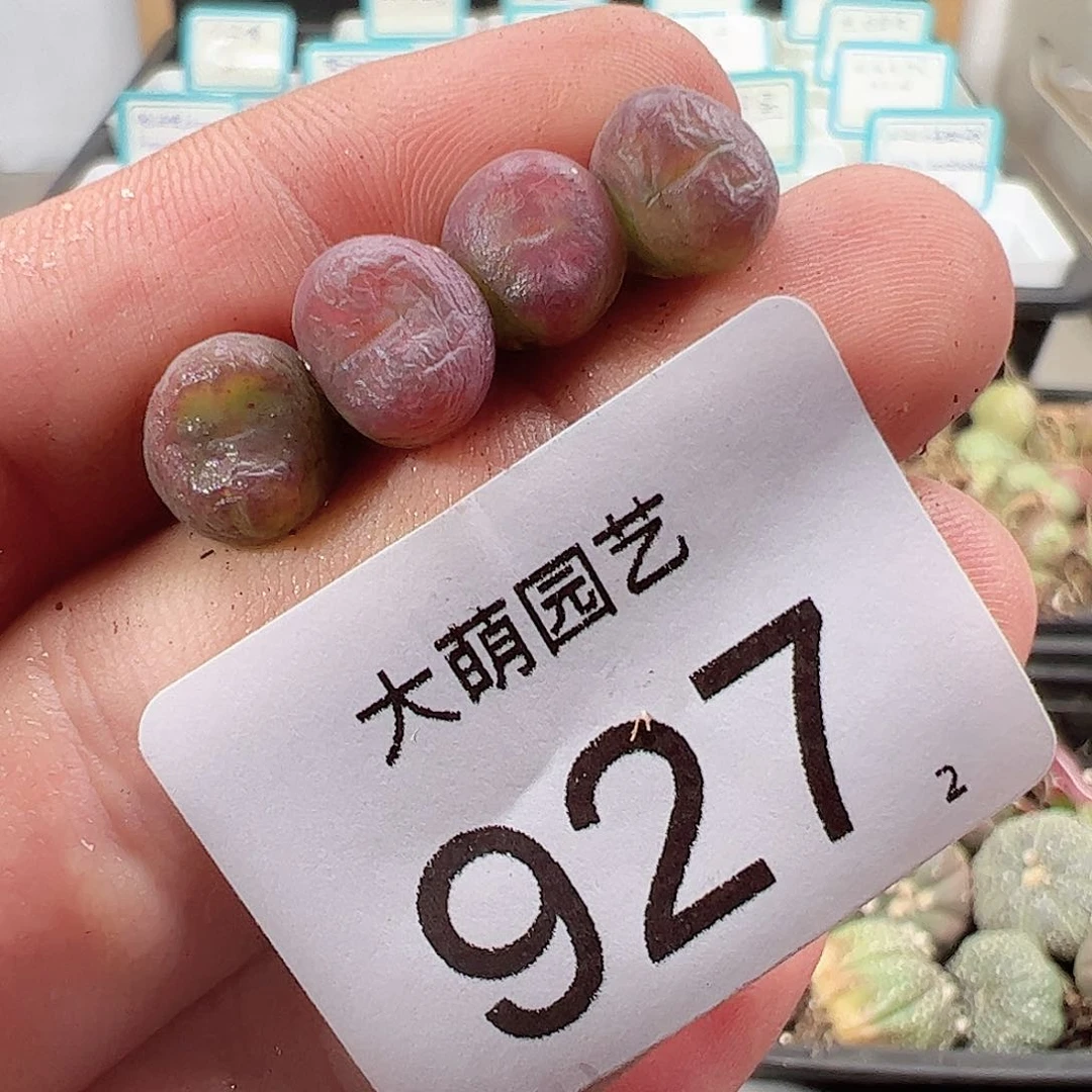 0000927 一物一拍……