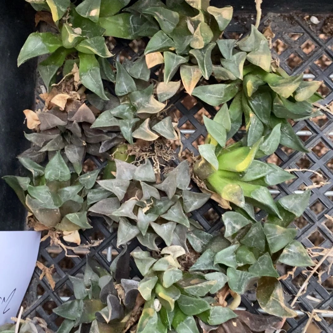 2119 一颗大木叶克里克特 周末福利