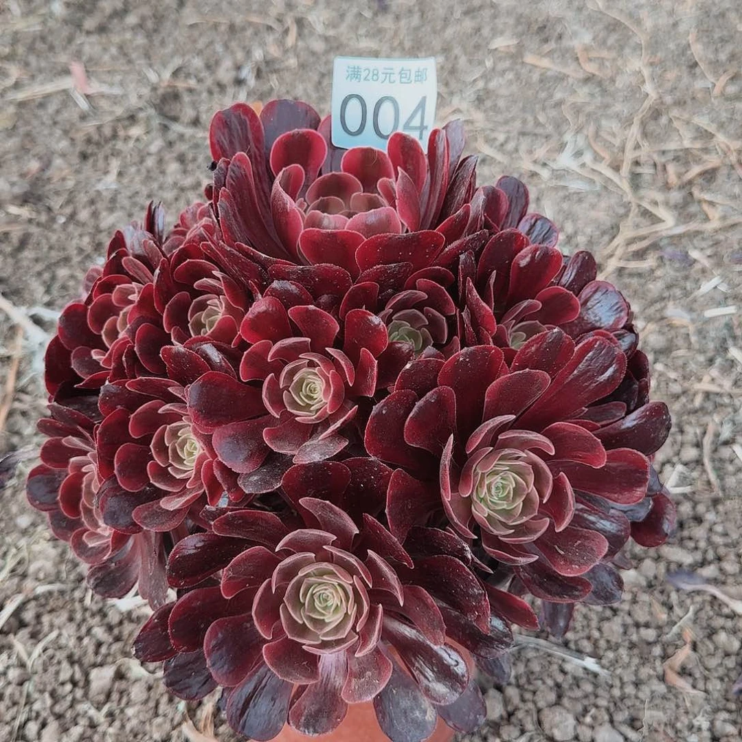 爱神法师004偏远地区不包邮