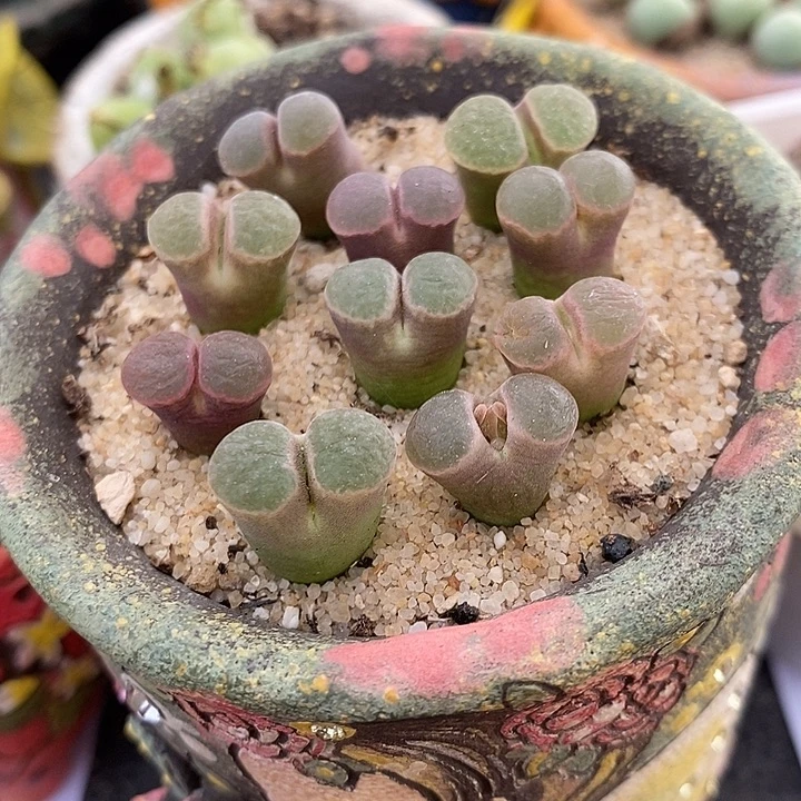 克利普兰磁铁一颗。