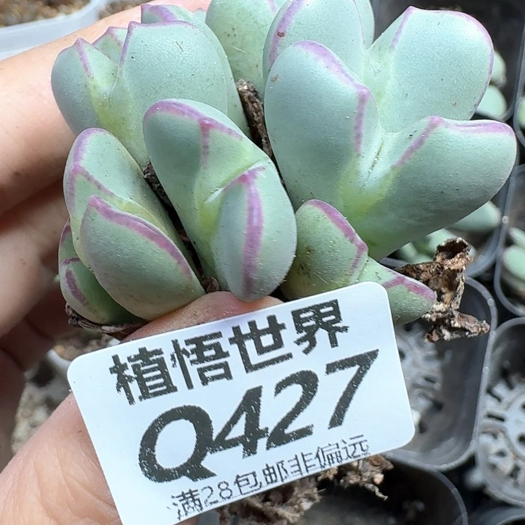 多肉植物的润泽出v