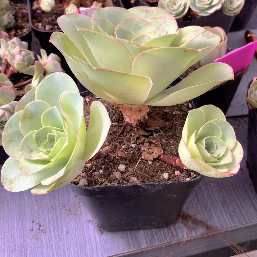 一物一拍星辰福利003