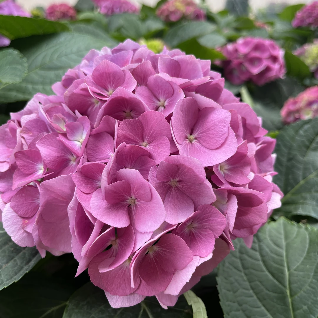 【梦幻】绣球盆栽 梦幻仙气款 易养护 基地直发