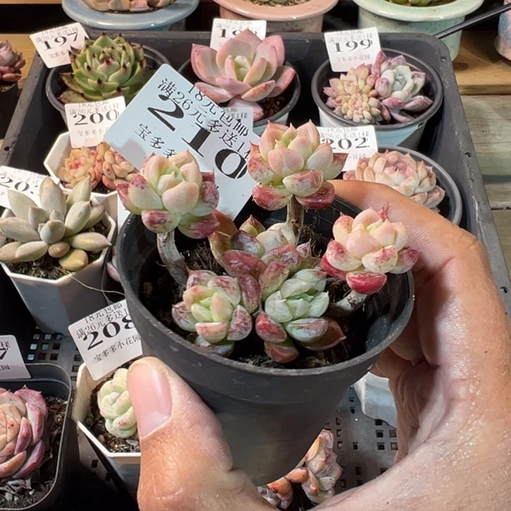 艾莎飘枝一物一拍多肉满20元包邮