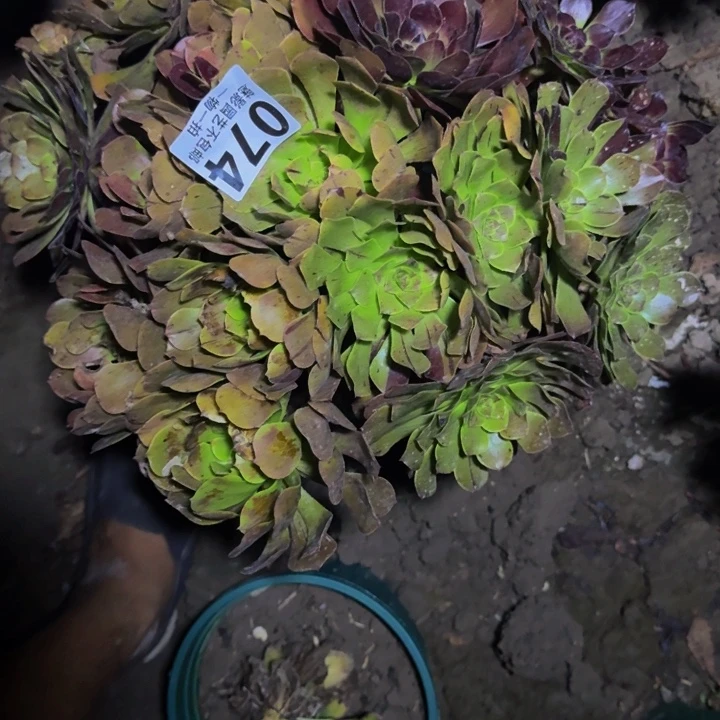 梅花花25-49包邮花花