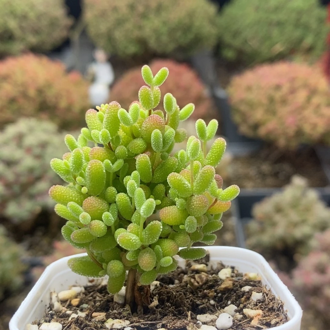 蜜橘糖球7996枝干番杏